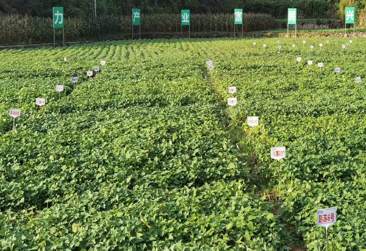 乐鱼体育下载
水晶鲜粉生产线助力重庆彭水中国苕粉之都建设